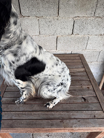 Cuccioli di pastore tedesco e setter inglese