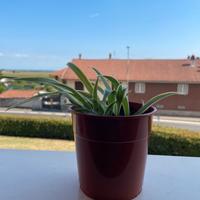 Chlorophytum Ocean – Pianta Ragno