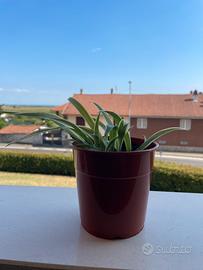 Chlorophytum Ocean – Pianta Ragno