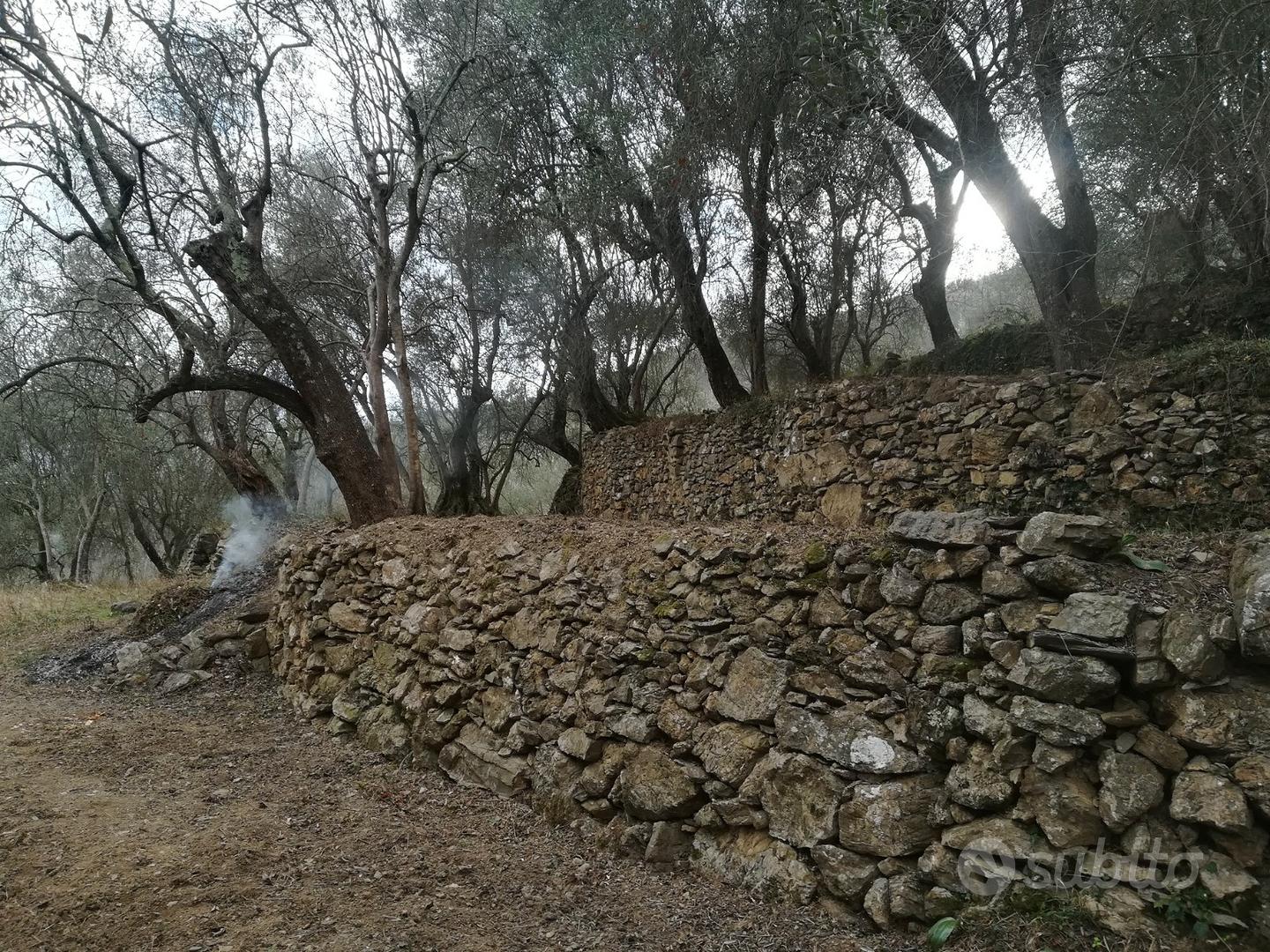 Vendita terreno con olive - Vista 3