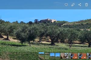 Terreno uliveto