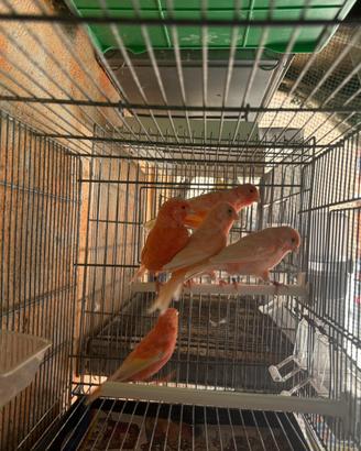 Canarine femmine rosse