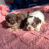 Chihuahua pelo lungo