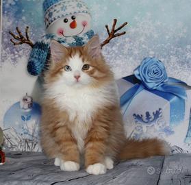 Cuccioli di gatto siberiano ipoallergenici