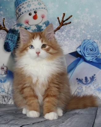 Cuccioli di gatto siberiano ipoallergenici