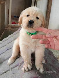 Golden retriever  cuccioli 
