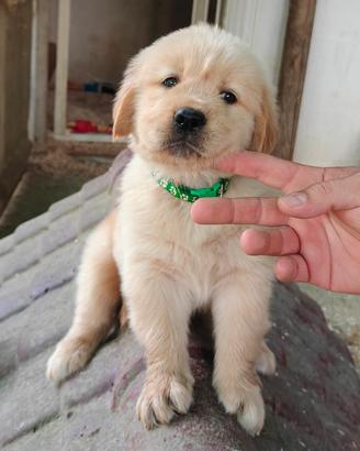 Golden retriever  cuccioli 