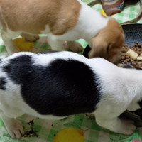 Cani da caccia