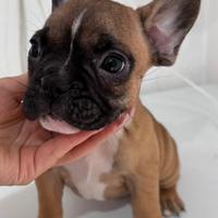 Disponibile cucciolo di bulldog francese
