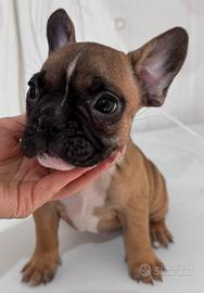 Disponibile cucciolo di bulldog francese