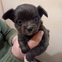 Dolcissimi chihuahua Toy