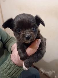 Dolcissimi chihuahua Toy