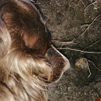 Addestrmento cani da tartufo