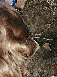 Addestrmento cani da tartufo