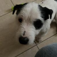 Jack russel con pedigree