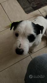 Jack russel con pedigree