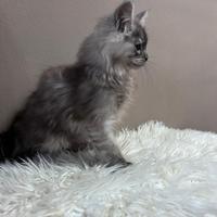 Maine Coon