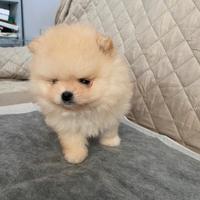 Spitz di Pomerania nano con pedigree ENCI