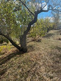 Frutteto adiacente all'abitato