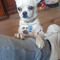 Chihuahua maschio disponibile per monta