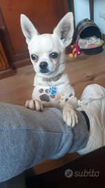Chihuahua maschio disponibile per monta