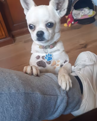 Chihuahua maschio disponibile per monta