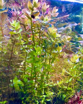 Bacopa caroliniana