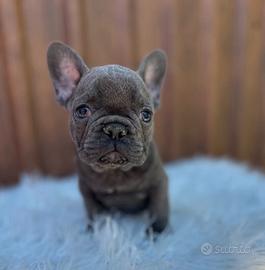 Bulldog francese blu and tan