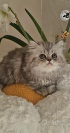 Gattino persiano