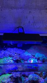 Thor X Marine  acquario marino
