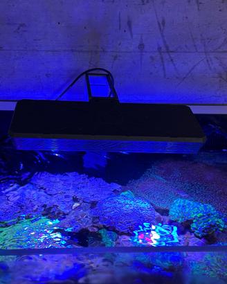 Thor X Marine  acquario marino