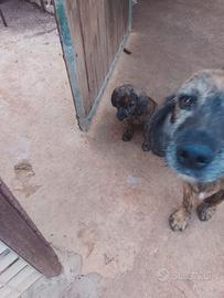Cani da caccia. Segugi Maremmani
