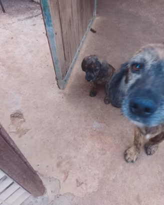 Cani da caccia. Segugi Maremmani
