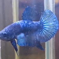 Bett splendens pesce combattente PKHM halfmoon PK