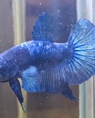 Bett splendens pesce combattente PKHM halfmoon PK