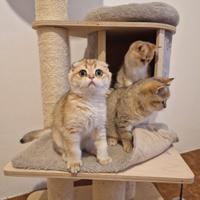 Scottish gattini maschi e femmine