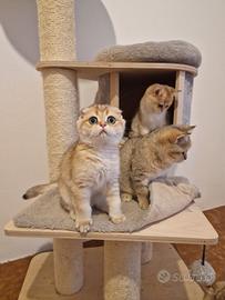 Scottish gattini maschi e femmine