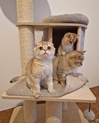 Scottish gattini maschi e femmine