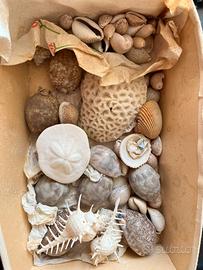 Conchiglie dal mondo