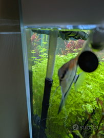 Coppia di Scalari da riproduzione