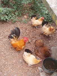 Galline chabo nagasaki