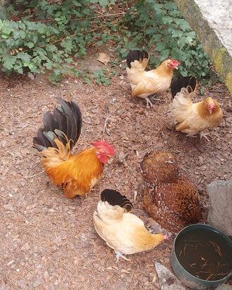 Galline chabo nagasaki