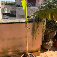 Banano in vaso di terracotta