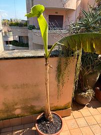 Banano in vaso di terracotta