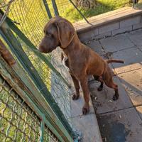 Kurzhaar o cambio cane per conigli