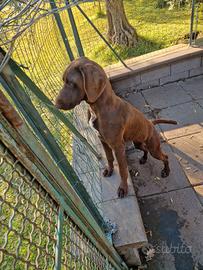 Kurzhaar o cambio cane per conigli