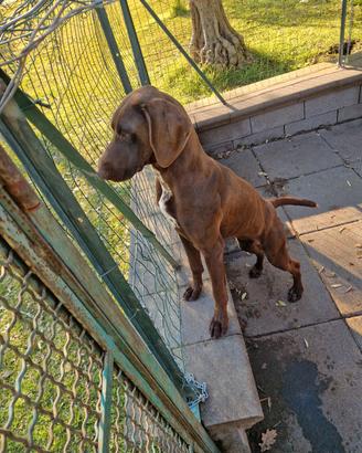 Kurzhaar o cambio cane per conigli