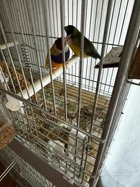 Coppia fissa di Diamante di Gould con la gabbia