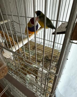 Coppia fissa di Diamante di Gould con la gabbia
