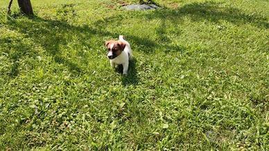 Jack Russell cucciolo